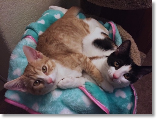 Kittens cuddling & looking innocent