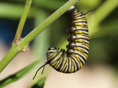 Caterpillar macro