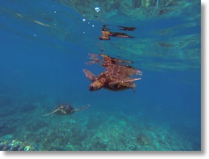 Turtle under water with reflection on the under side of the water