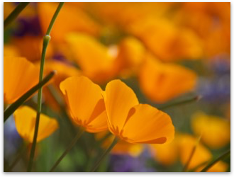 Poppies