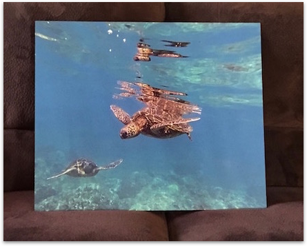 Turtles metal print sitting on couch