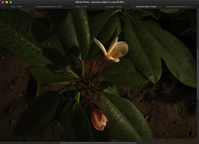 Plumeria night 7