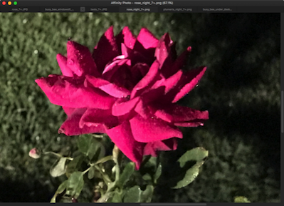 Rose night 7+