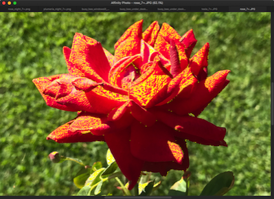 rose_outdoor_clipped_tones_7+.png Rose outdoor clipped tones 7+