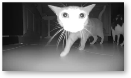 Infrared kitty