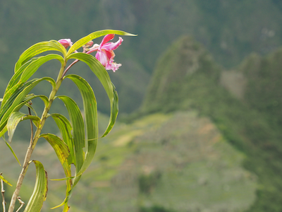 Orchid machu picchu