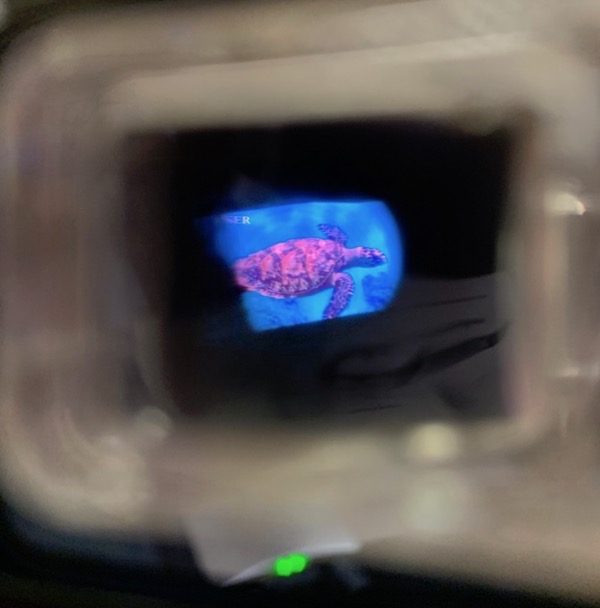 #title# Turtle image inside Retissa