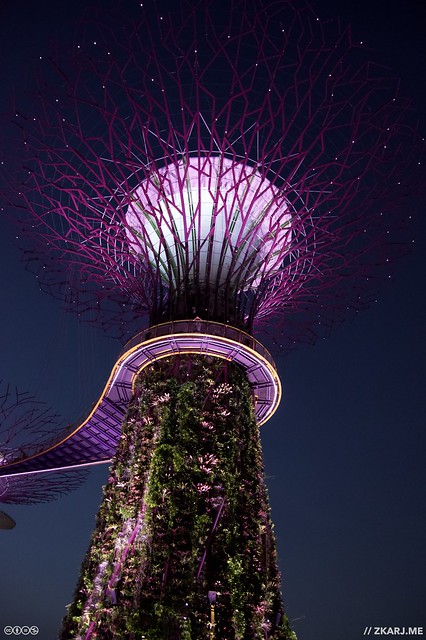 A SuperTree during Garden Rhapsody Light Show, at Gardens by the Bay, Singapore