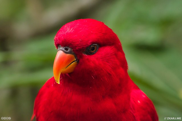 Red Lory in the Lory Loft, Jurong Bird Park, Singapore