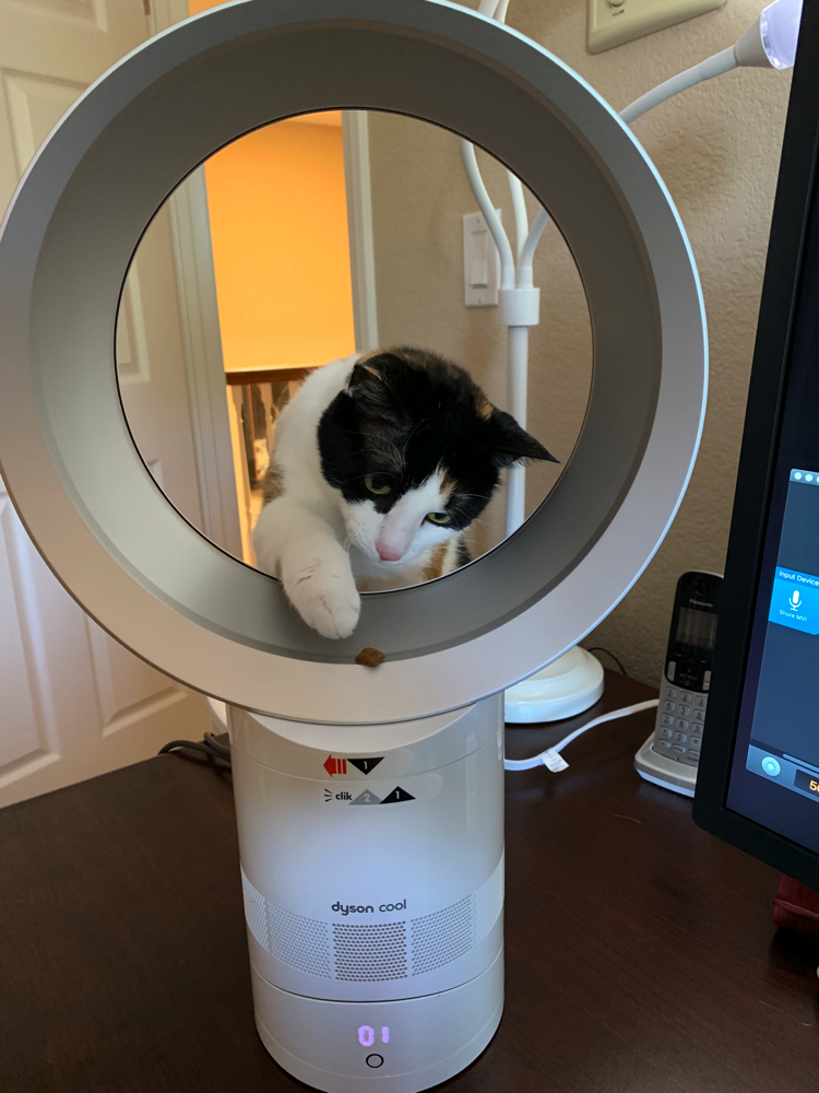 cat putting paw through fan