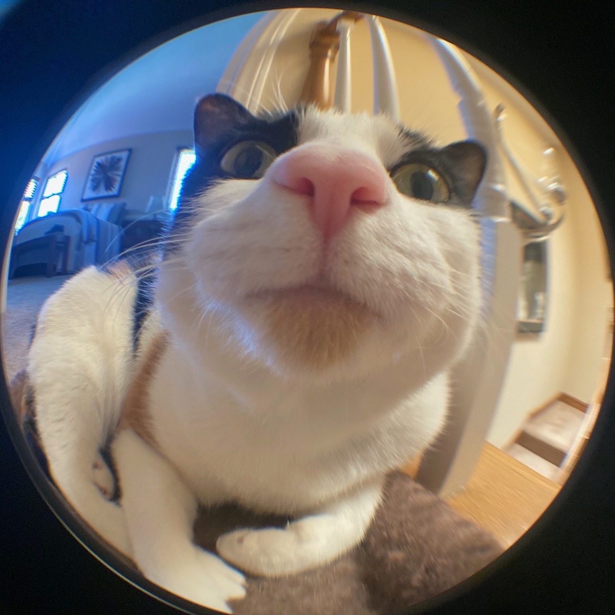 Ada fisheye