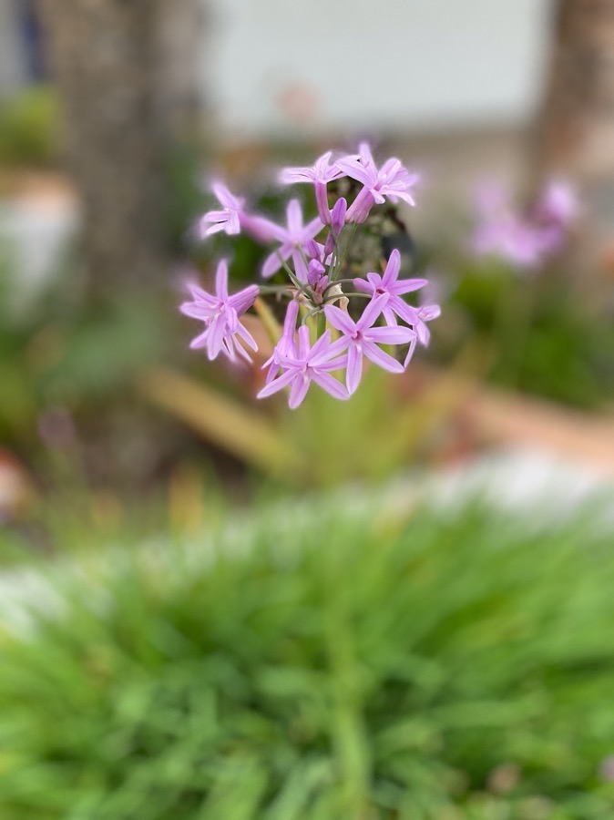 #title# Portrait Mode Fail on Flower