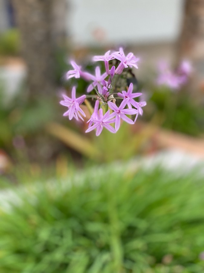 Portrait Mode Fail on Flower