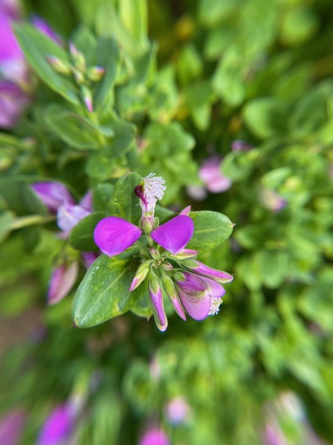 Purple Flower with Woosh