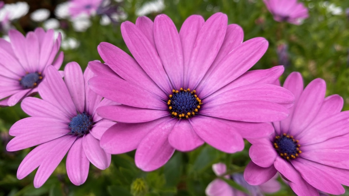 Purple flowers