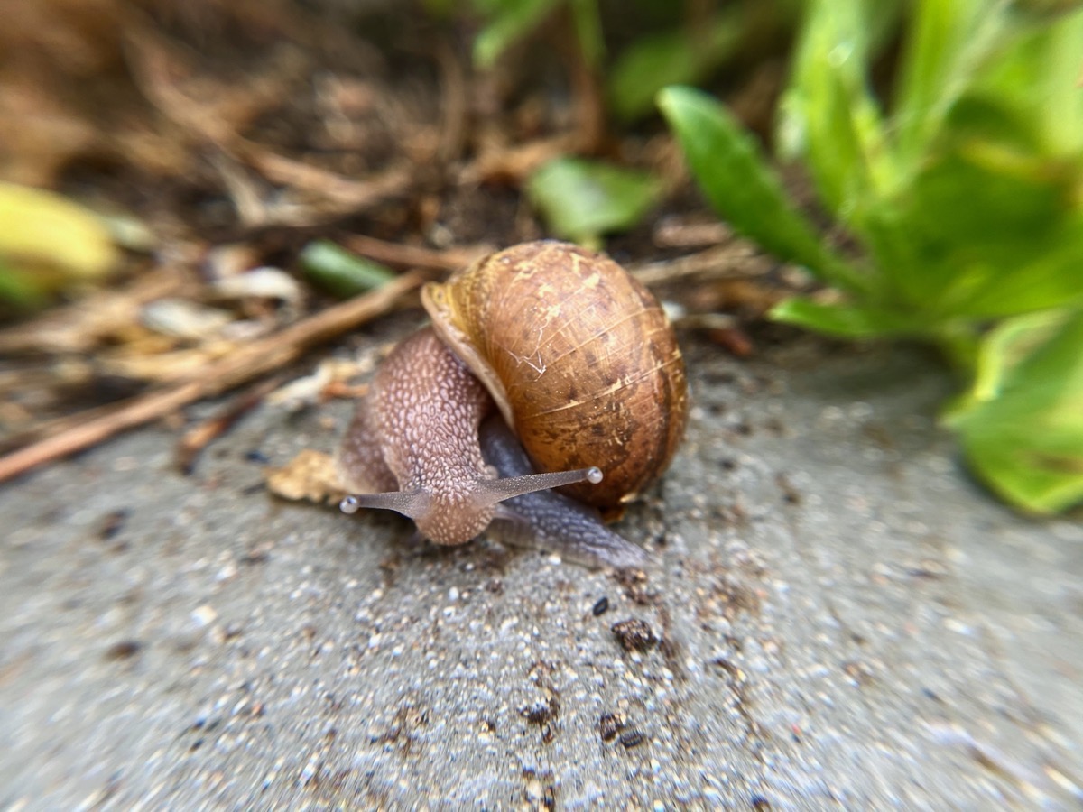 Snail rain Criacr lens