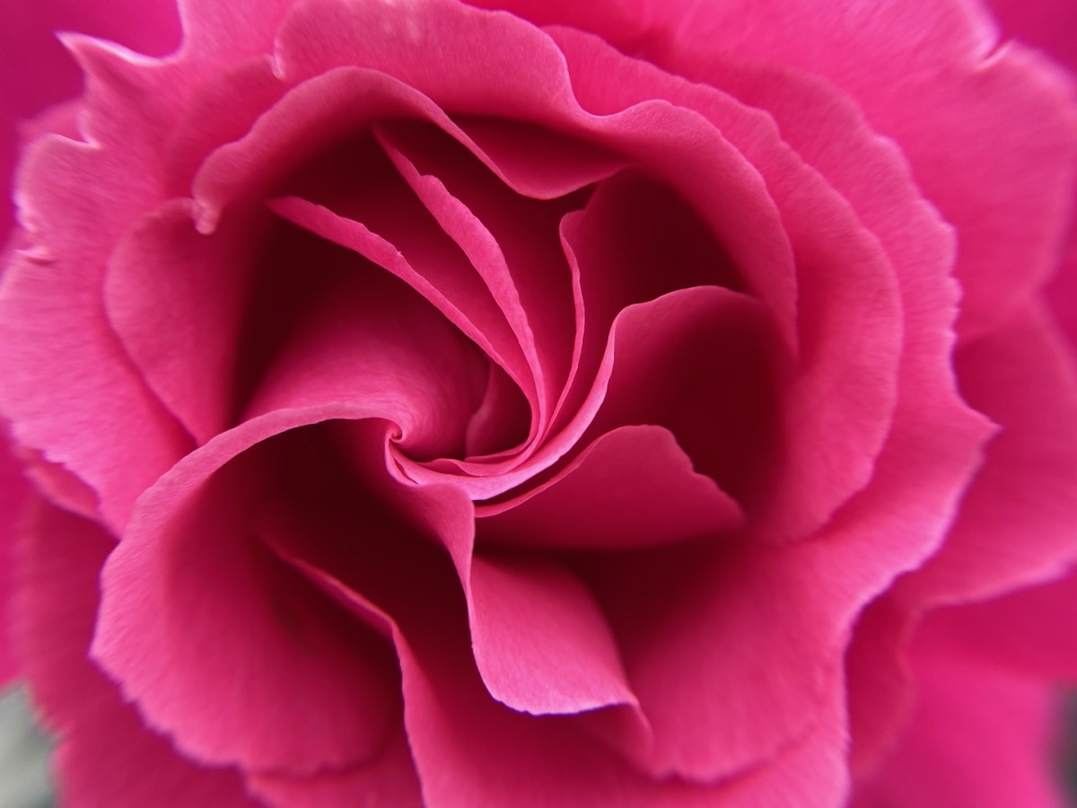 #title# Pink rose