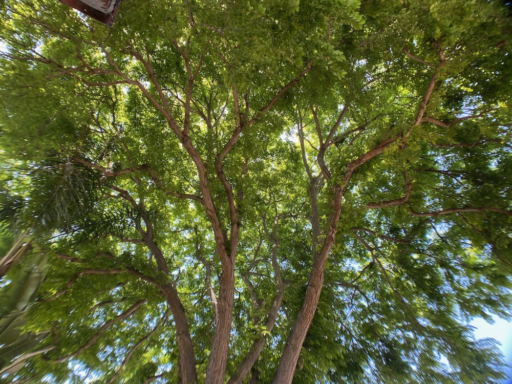 AMIR wide-angle lens showing aberration on tree