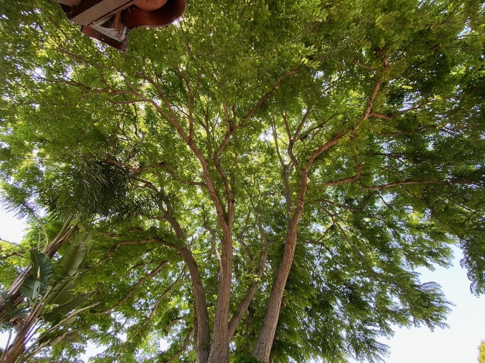 #title# green tree from ultra-wide lens looks good