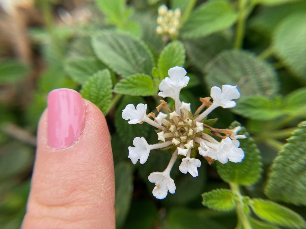 Super close up shot of tiny flowers with my finger for scale