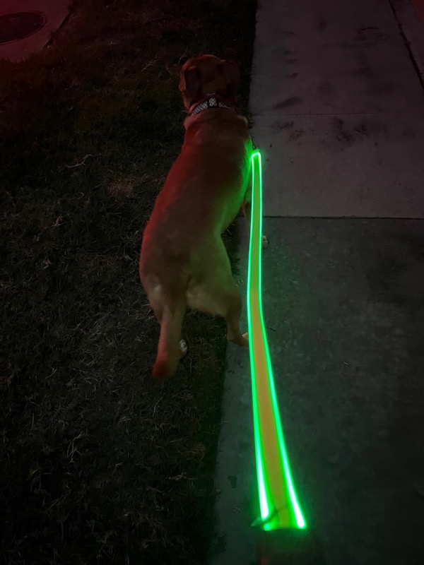 Tesla Nite Ize Leash shining brightly with a brown (adorable if I might say so) dog