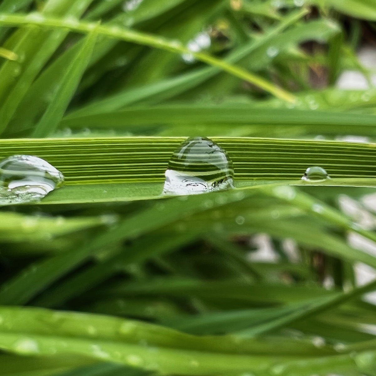 Dewdrop lines on leaf