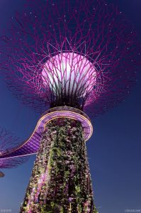 Supertree in Singapore