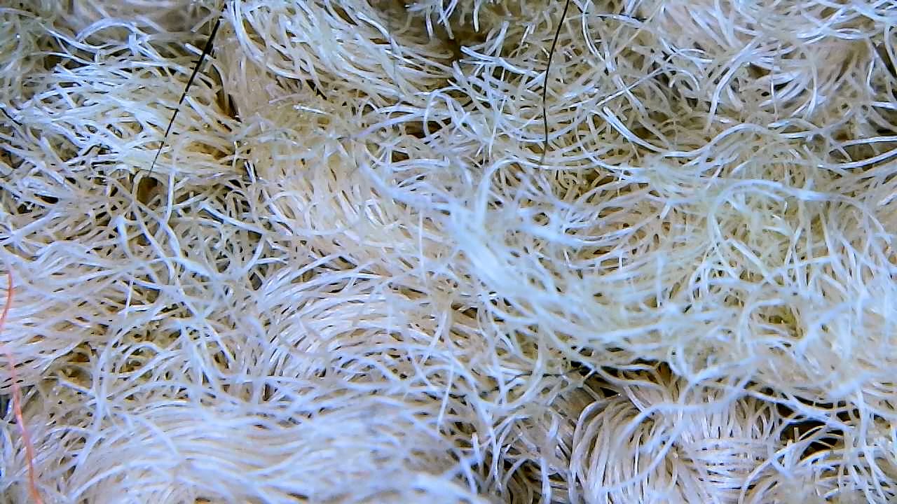Microscope Carpet.JPG Microscope Carpet