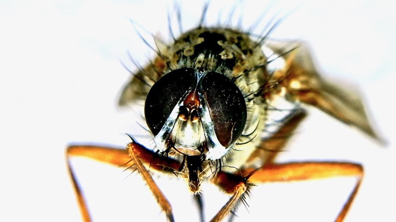 common house fly showing compound eyes - super creepy and awesome