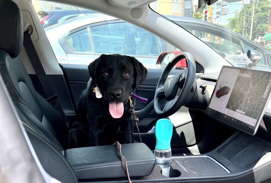 Quaid in the Drivers Seat of a TeslaHe's supposed to be in the footwell of the passenger seat!