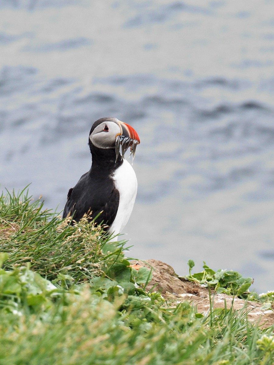 Puffin on the cliff with fish it its mouth