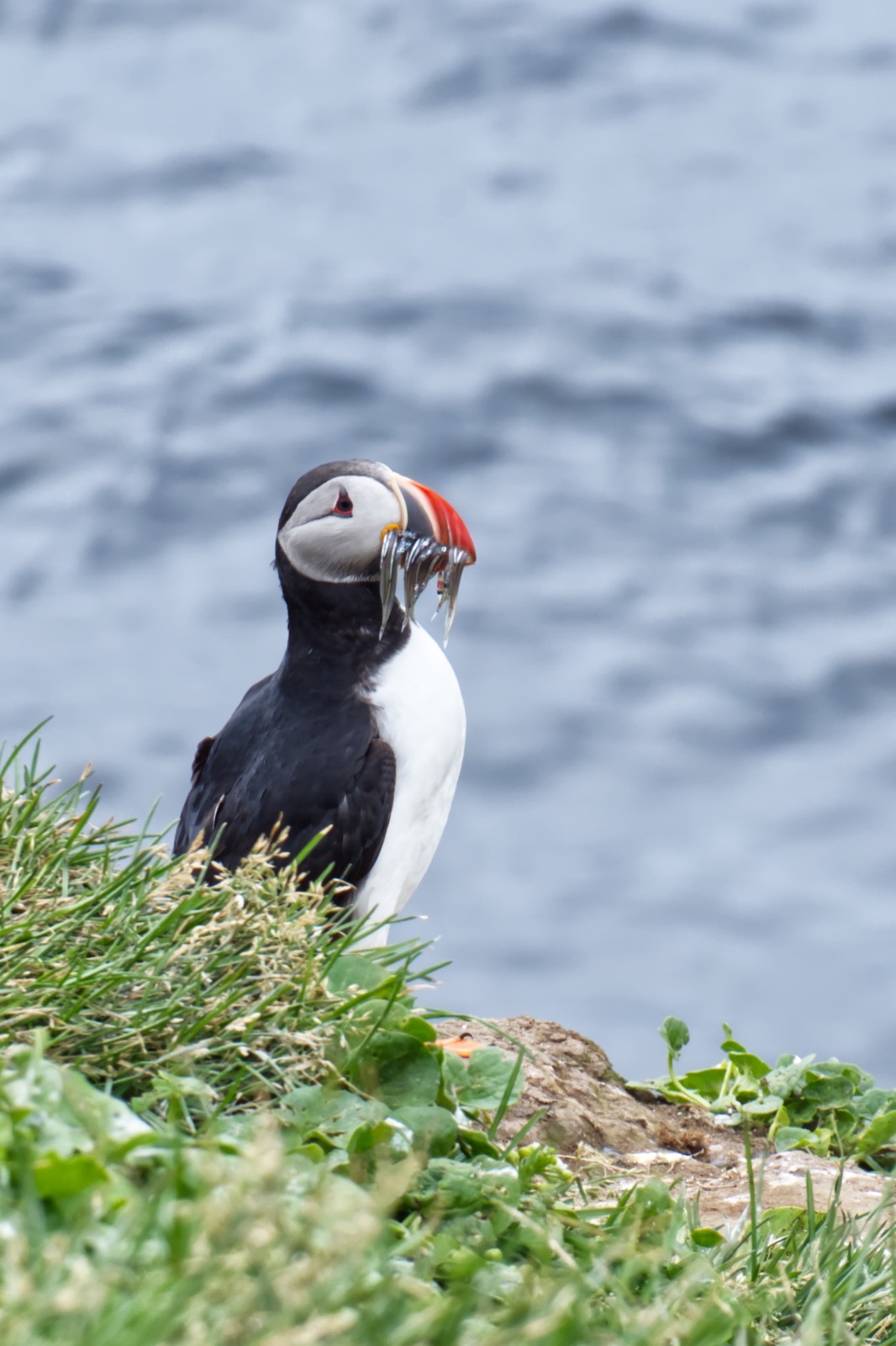 Puffin on a Cliff with Herring