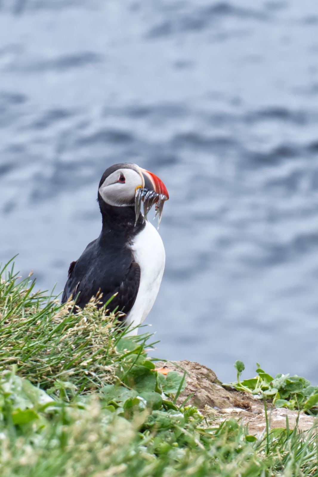 Puffin best.jpeg Puffin on a cliff with fish