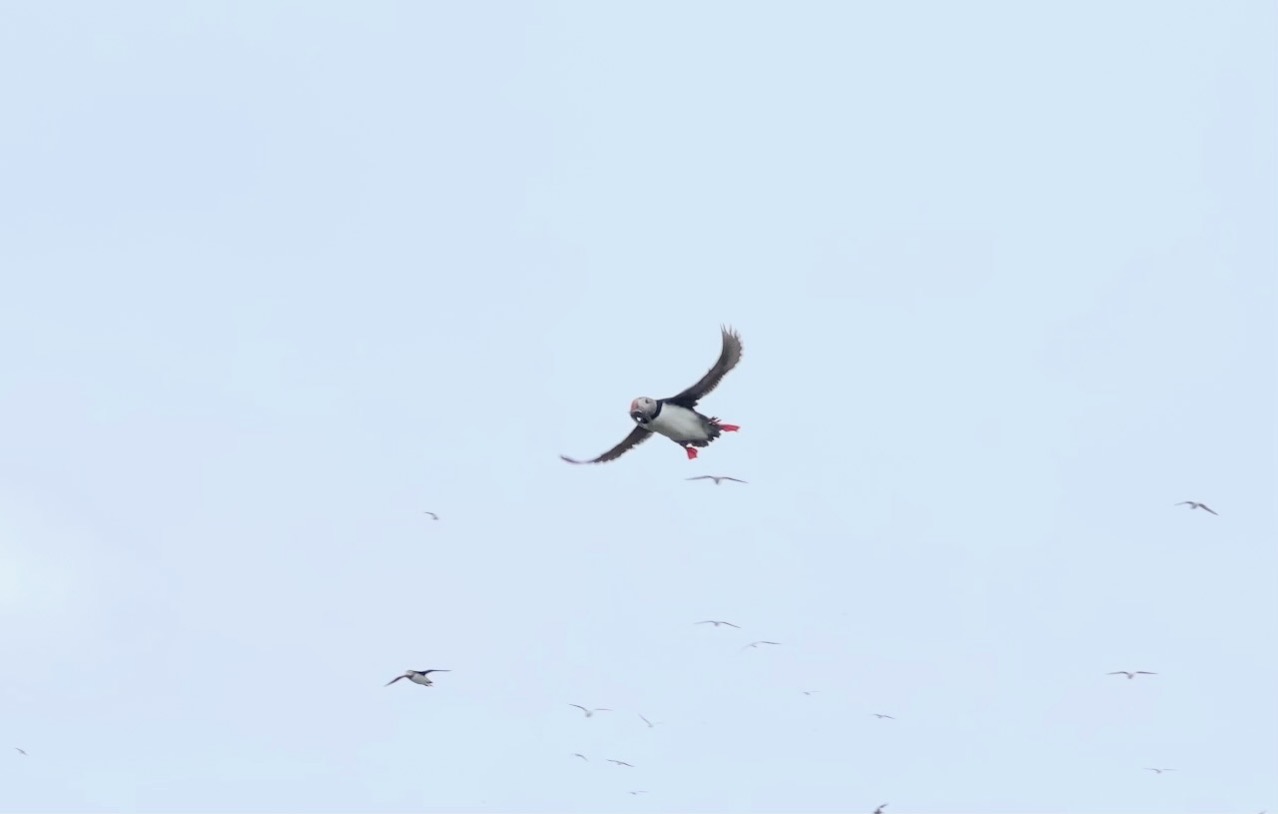 Puffin in flight flying