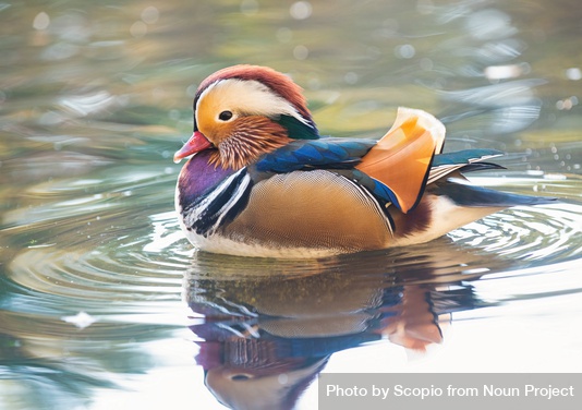 Np Mandarin duck on water 4AAr84 free