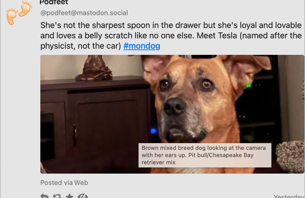 Screenshot of a post I made on Mastodon. In the image is my dog and I'm making fun of her in the post. Hovering over the image using the Mastonaut app revealed the alt text so I thought it might help those with vision to understand what it looks like