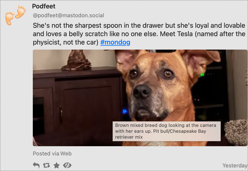 Screenshot of a post I made on Mastodon. In the image is my dog and I'm making fun of her in the post. Hovering over the image using the Mastonaut app revealed the alt text so I thought it might help those with vision to understand what it looks like