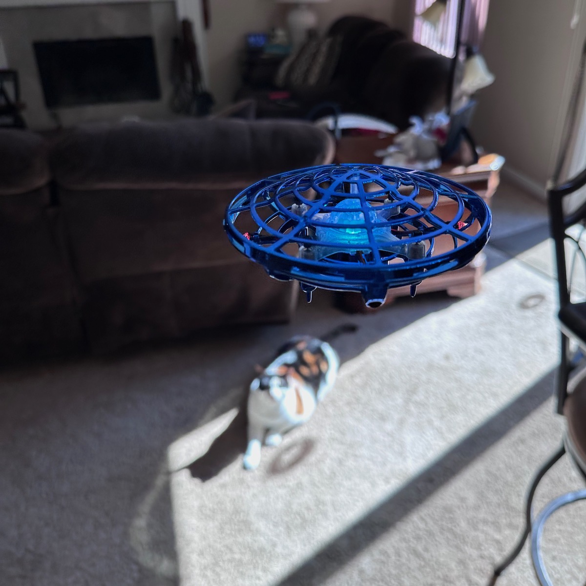 Scoot Drone with Cat Looking Up
