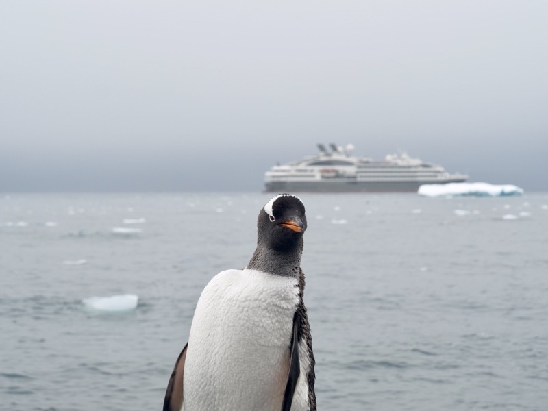 Herbert the Penguin Photobombs my Picture of the Ship