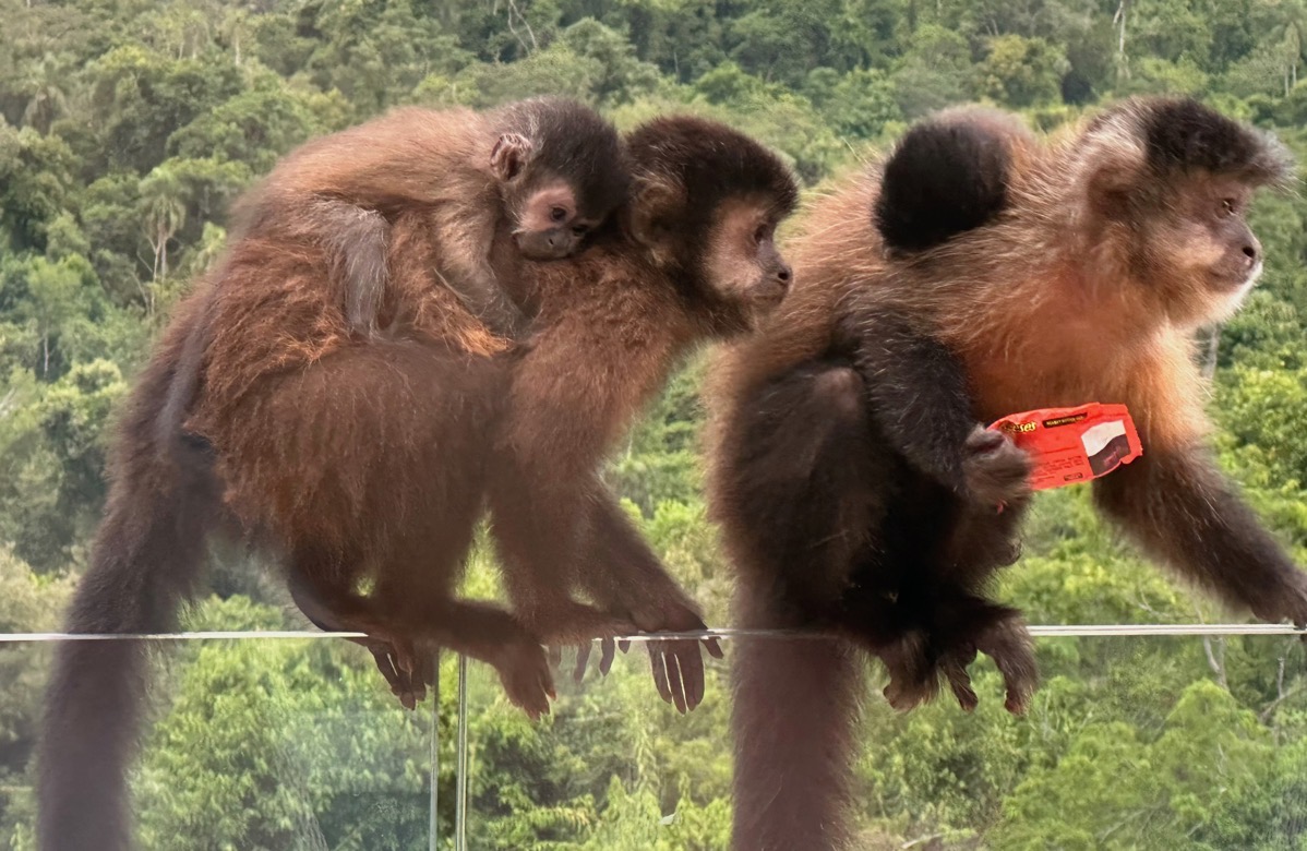 Capuchin Monkeys with Candy on a glass railing - they have baby monkeys on their backs