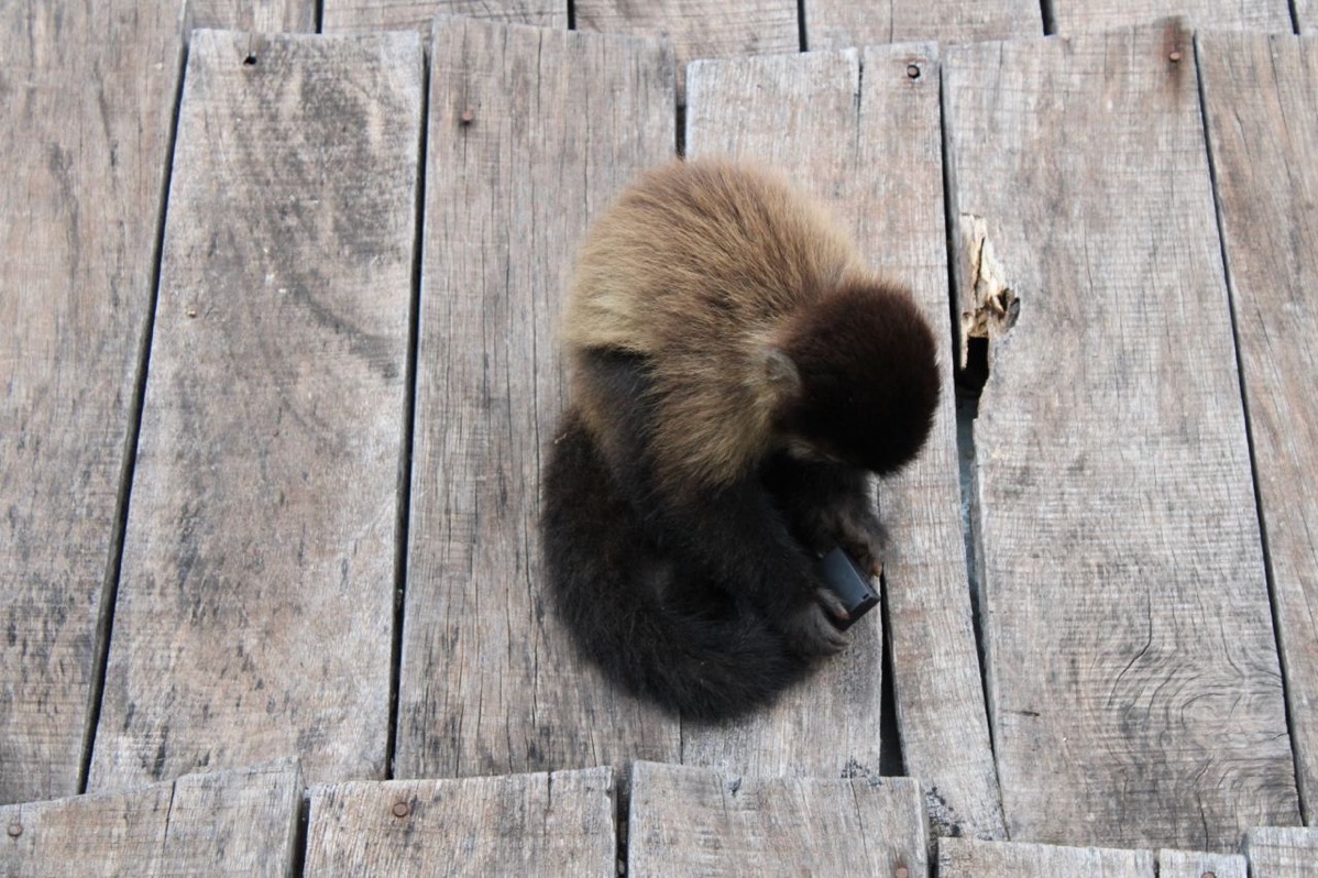 Capuchin monkey with camera battery