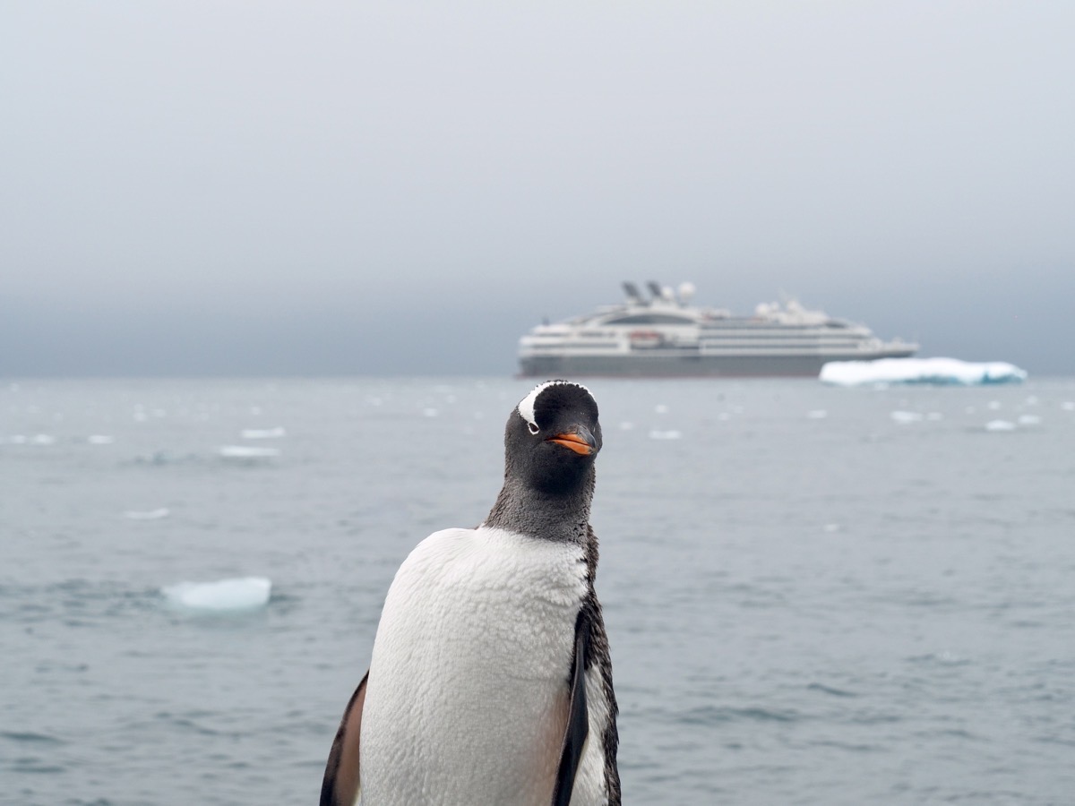 Herbert the Penguin Photobomb of the ship
