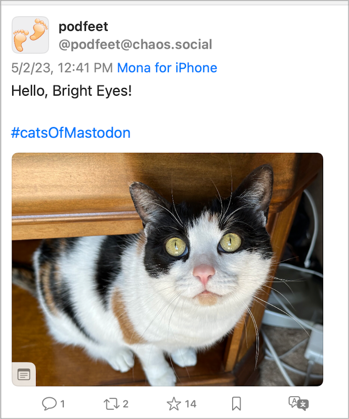 Mastodon Cat Photo with 14 Likes.png Mastodon Cat Photo with 14 Likes