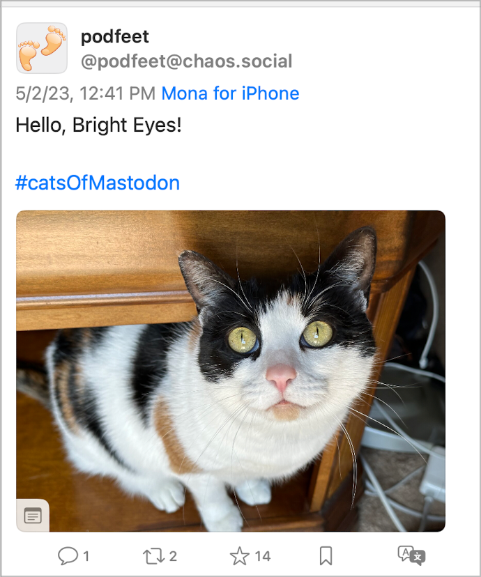 Mastodon Cat Photo with 14 Likes