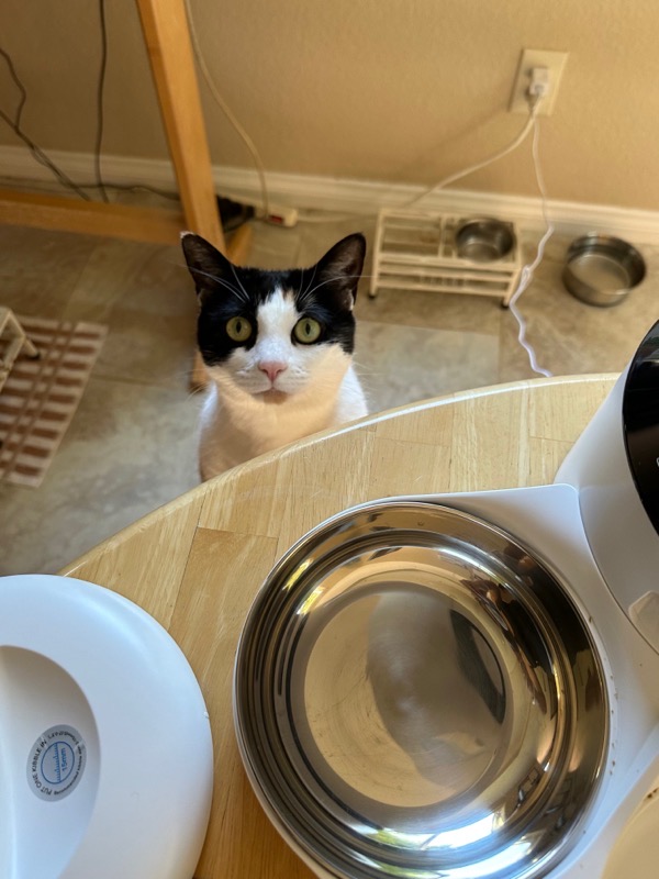 black and white (fat) cat standing on hind legs to see up to the cat feeder I'm trying to configure