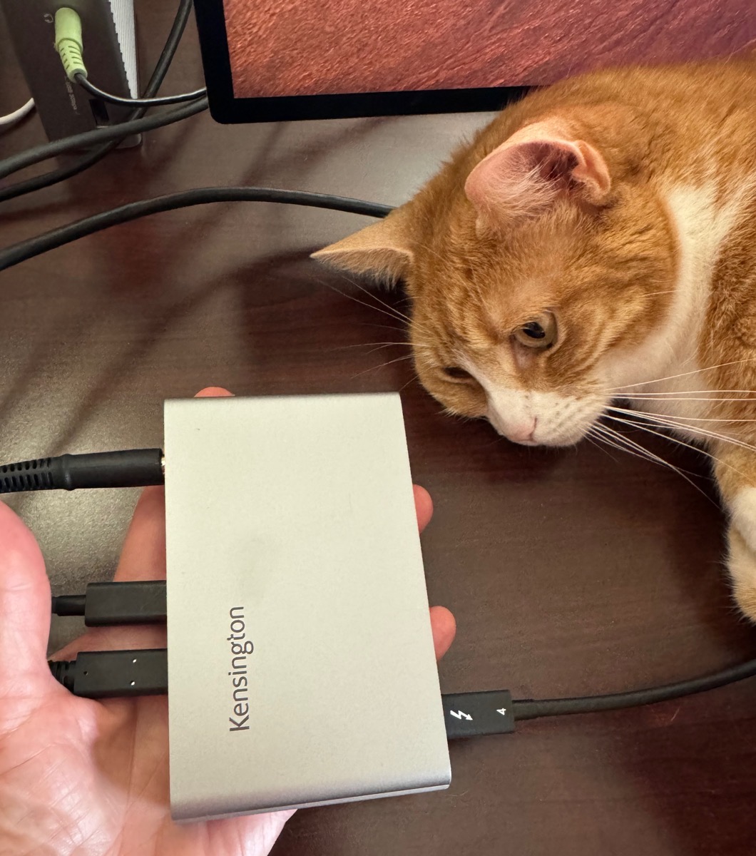Kensington hub flat in my hand showing Thunderbolt cables coming out both sides and power. Also an orange cat laying on the table looking at the hub.