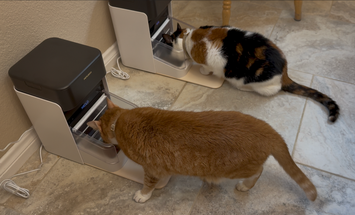 Both cats eating out of the correct feeders.