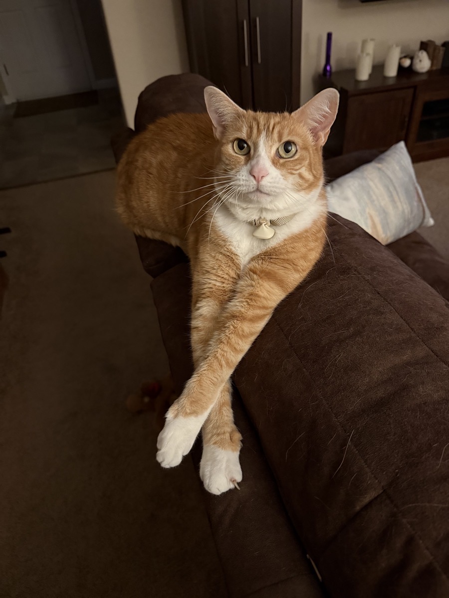 Orange and white cat with white paws and chest, lying on the backrest of a brown couch. The cat has its front legs elegantly crossed and is looking directly at the camera with wide, alert eyes. She is wearing a fancy collar with a pendant that’s actually an RFID tag. The background shows a cozy living room with a pillow, a cabinet, and some decorative items. The lighting is warm and soft, giving the scene a comfortable, homey feel.