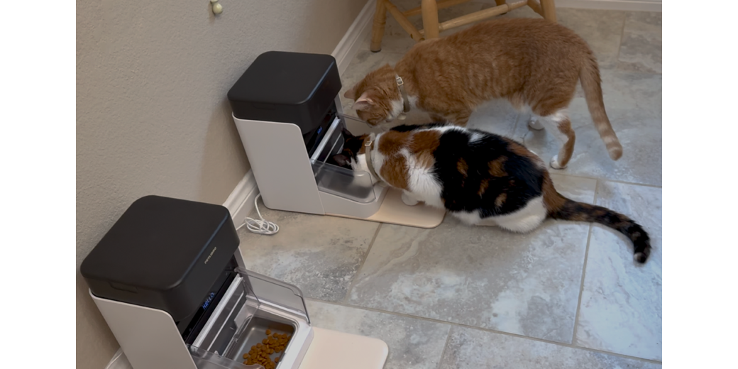 Grace trying to eat Adas food by climbing over her but the PETLIBRO RFID feeder will not let her in