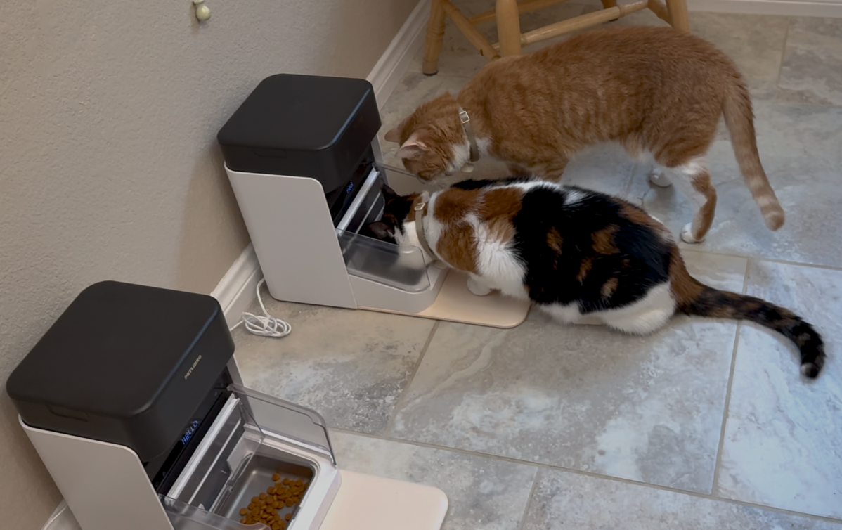 Grace trying to eat Adas food by climbing over her but not getting any.